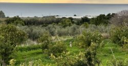 Paphos Kissonerga Agricultural Land For Sale BSH37082