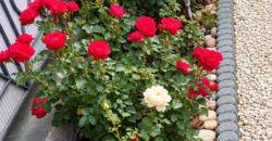 Paphos Kissonerga 3Bdr Bungalow For Sale VLSJOKIS3BSLV